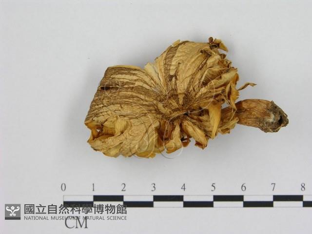 登錄號:F0015974藏品圖，第1張