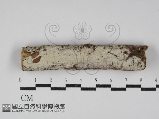 登錄號:F0029974藏品圖，第1張