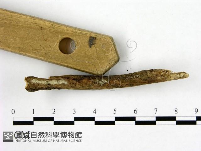 登錄號:F0009974藏品圖，第1張