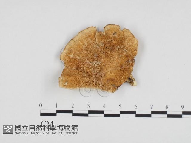 登錄號:F0019974藏品圖，第1張