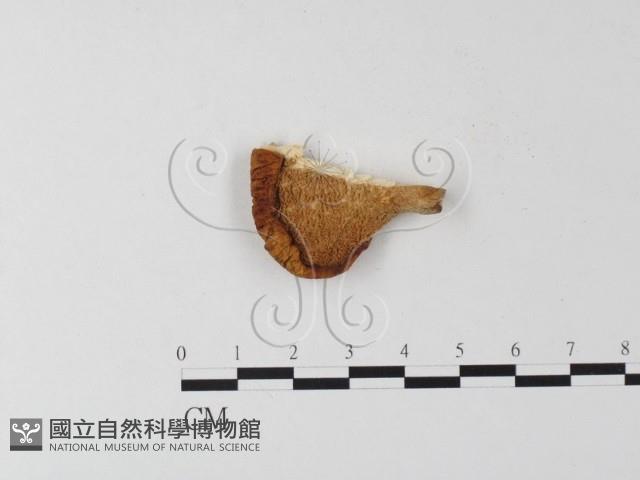 多孔菌屬藏品圖，第1張