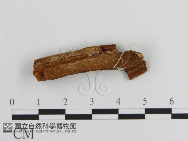 傑克菌屬藏品圖，第1張