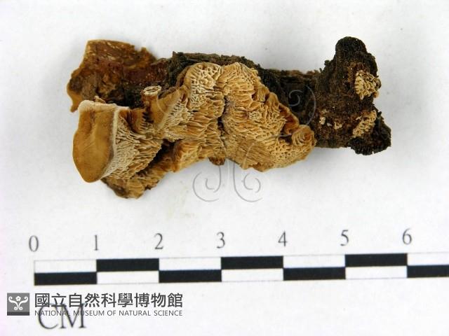 登錄號:F0013974藏品圖，第1張