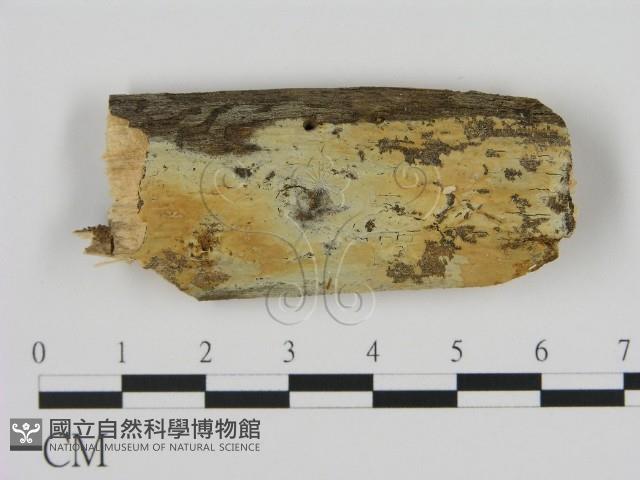 登錄號:F0008674藏品圖，第1張