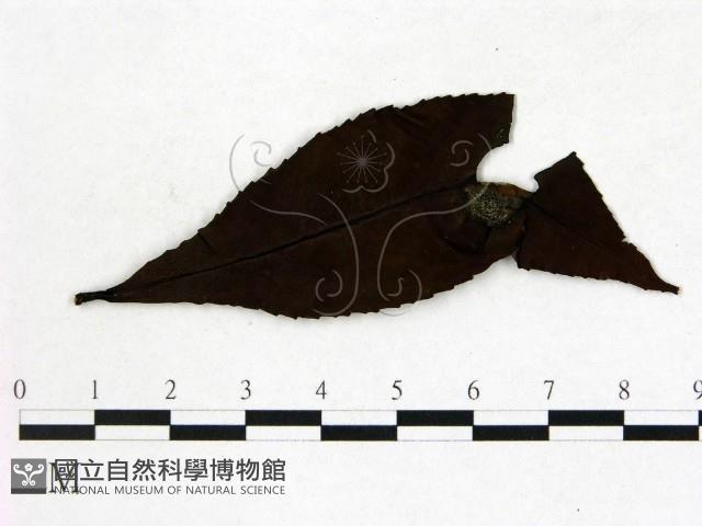 登錄號:F0020674藏品圖，第1張