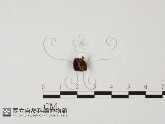 登錄號:F0000674藏品圖，第1張