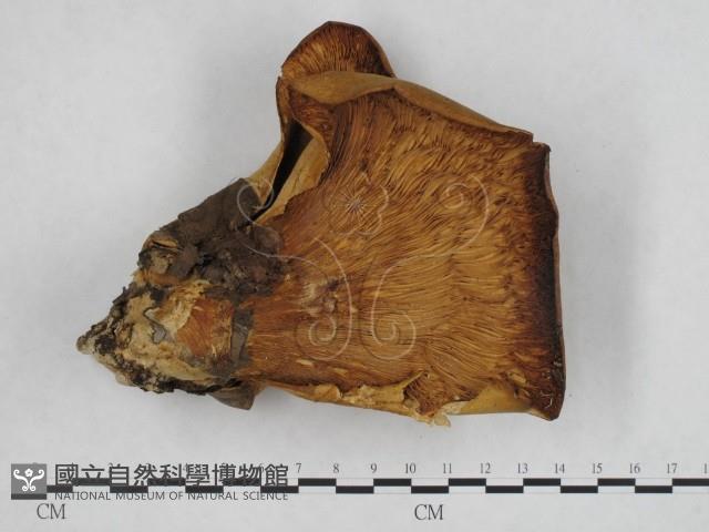 登錄號:F0010674藏品圖，第1張