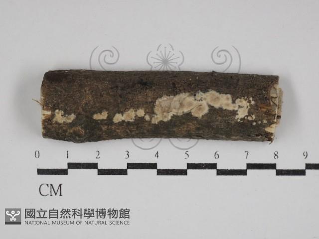 硬孔菌屬藏品圖，第1張