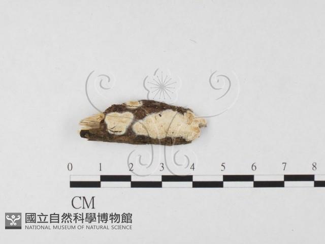 登錄號:F0026674藏品圖，第1張
