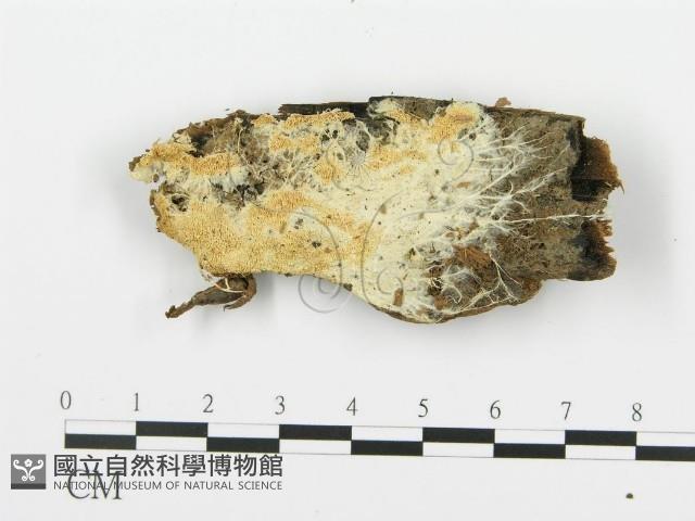 登錄號:F0006674藏品圖，第1張