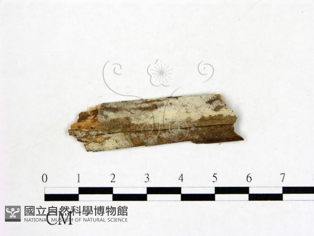 冇骨消絲齒菌藏品圖，第1張