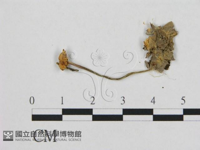 小皮傘屬藏品圖，第1張