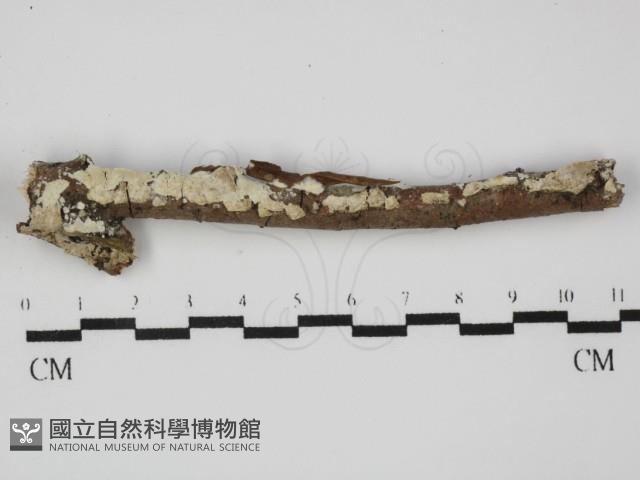 齒耳菌屬藏品圖，第1張