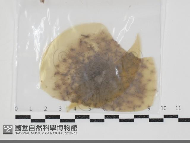 登錄號:F0034674藏品圖，第1張