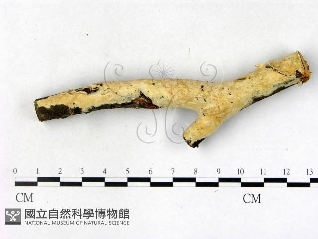 顯絲菌屬藏品圖，第1張