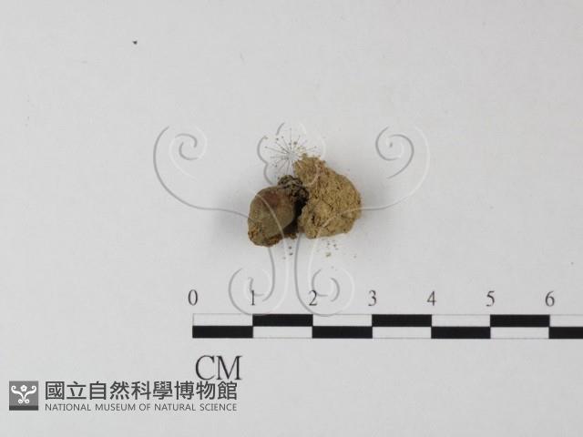 登錄號:F0002674藏品圖，第1張