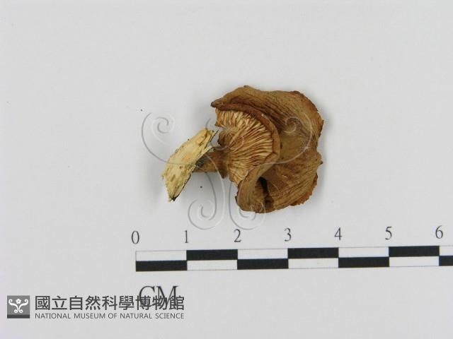 登錄號:F0012674藏品圖，第1張