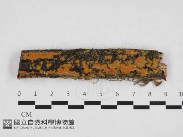 登錄號:F0032674藏品圖，第1張