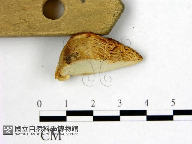 登錄號:F0017674藏品圖，第1張