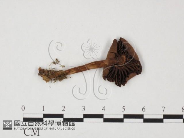 小菇屬藏品圖，第1張