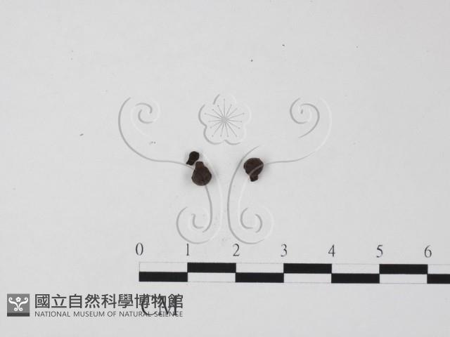 登錄號:F0005674藏品圖，第1張