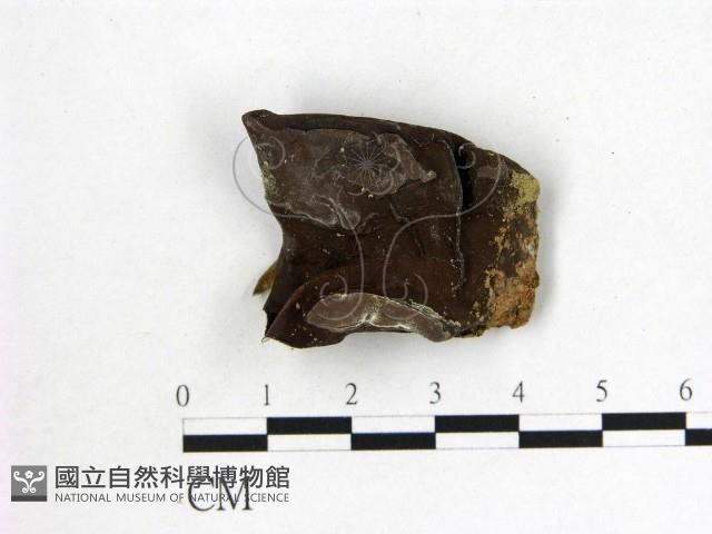 毛木耳藏品圖，第1張
