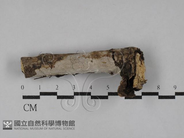 刺皮菌屬藏品圖，第1張