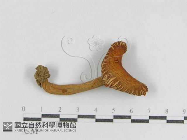 登錄號:F0009674藏品圖，第1張