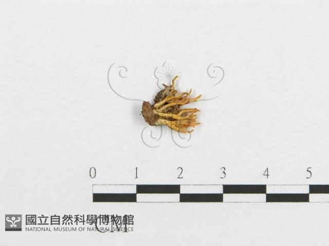登錄號:F0013674藏品圖，第1張