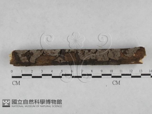 刺革菌屬藏品圖，第1張