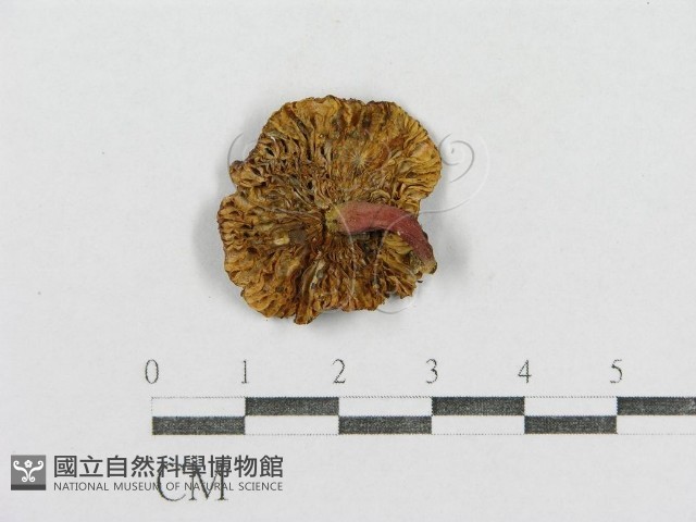 紅菇屬藏品圖，第1張