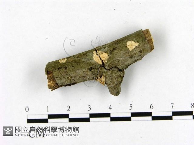 登錄號:F0020474藏品圖，第1張