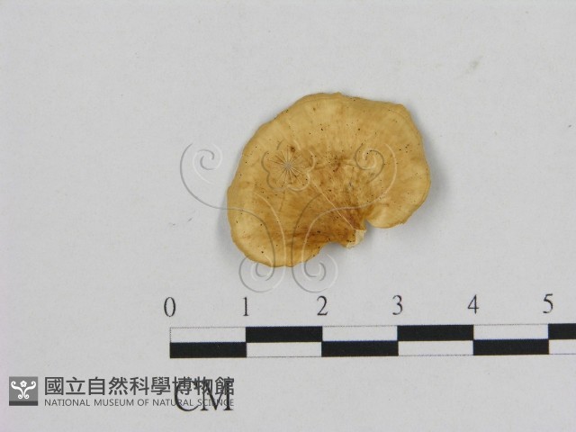登錄號:F0006474藏品圖，第1張