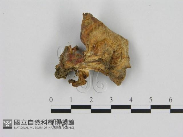 登錄號:F0016474藏品圖，第1張