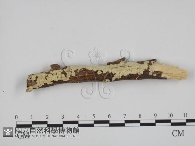 登錄號:F0001474藏品圖，第1張