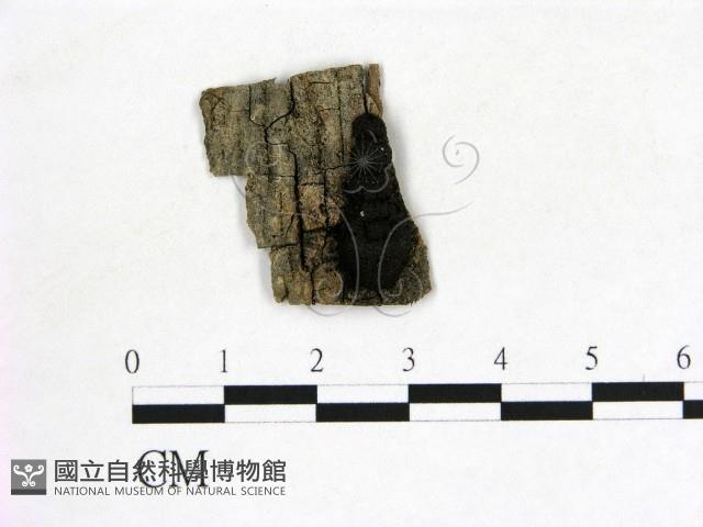 登錄號:F0011474藏品圖，第1張