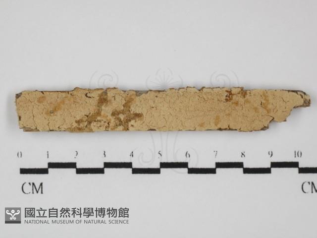 登錄號:F0031474藏品圖，第1張