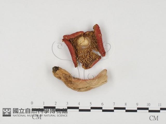 登錄號:F0024474藏品圖，第1張