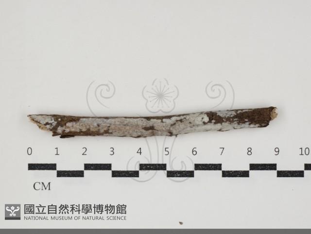 刺皮菌屬藏品圖，第1張