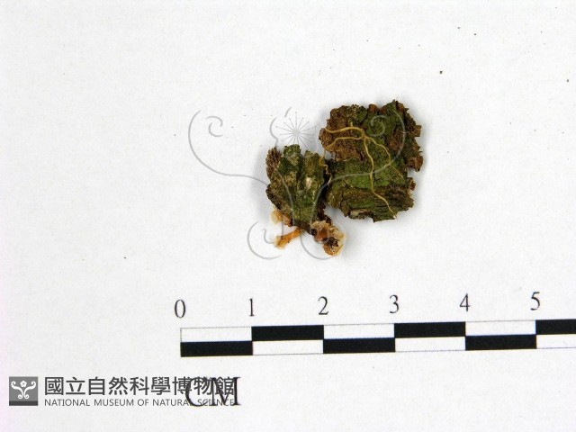 登錄號:F0022474藏品圖，第1張