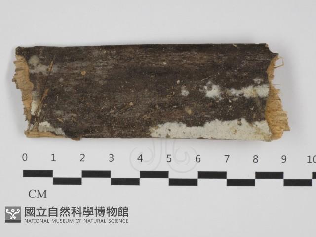 登錄號:F0032474藏品圖，第1張