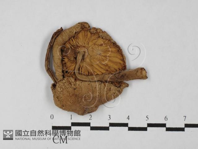登錄號:F0027474藏品圖，第1張