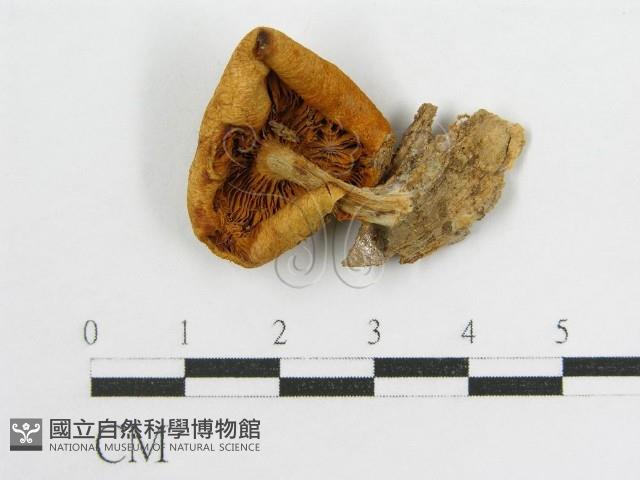 登錄號:F0007474藏品圖，第1張