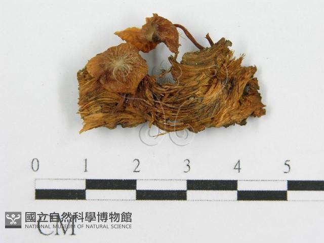 微皮傘屬藏品圖，第1張