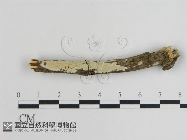 登錄號:F0015474藏品圖，第1張
