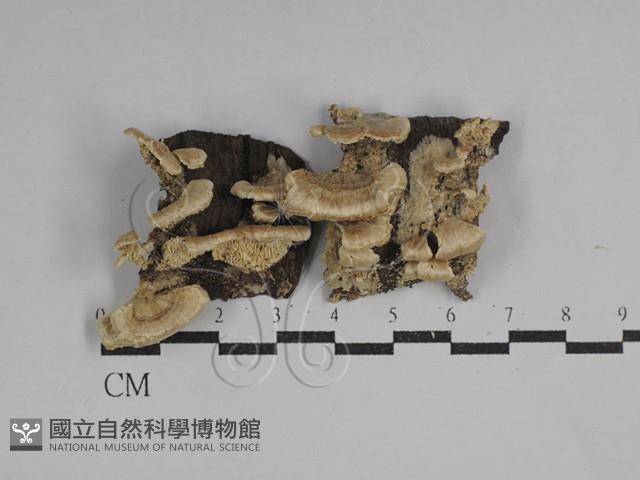 附毛菌屬藏品圖，第1張