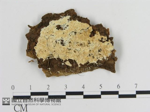 登錄號:F0009474藏品圖，第1張