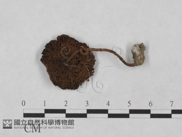 登錄號:F0023474藏品圖，第1張