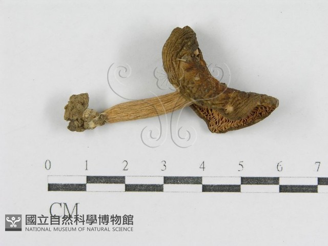 登錄號:F0003474藏品圖，第1張