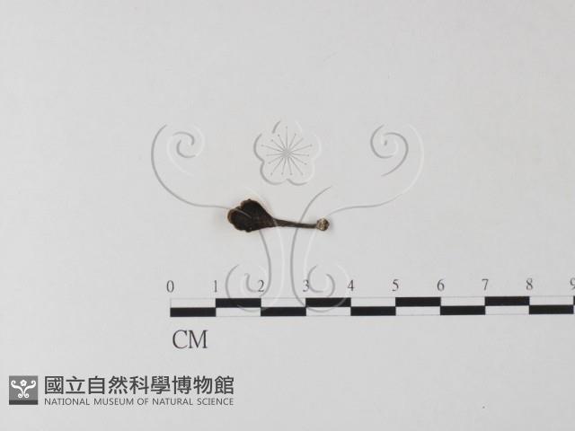 相鄰小孔菌藏品圖，第1張